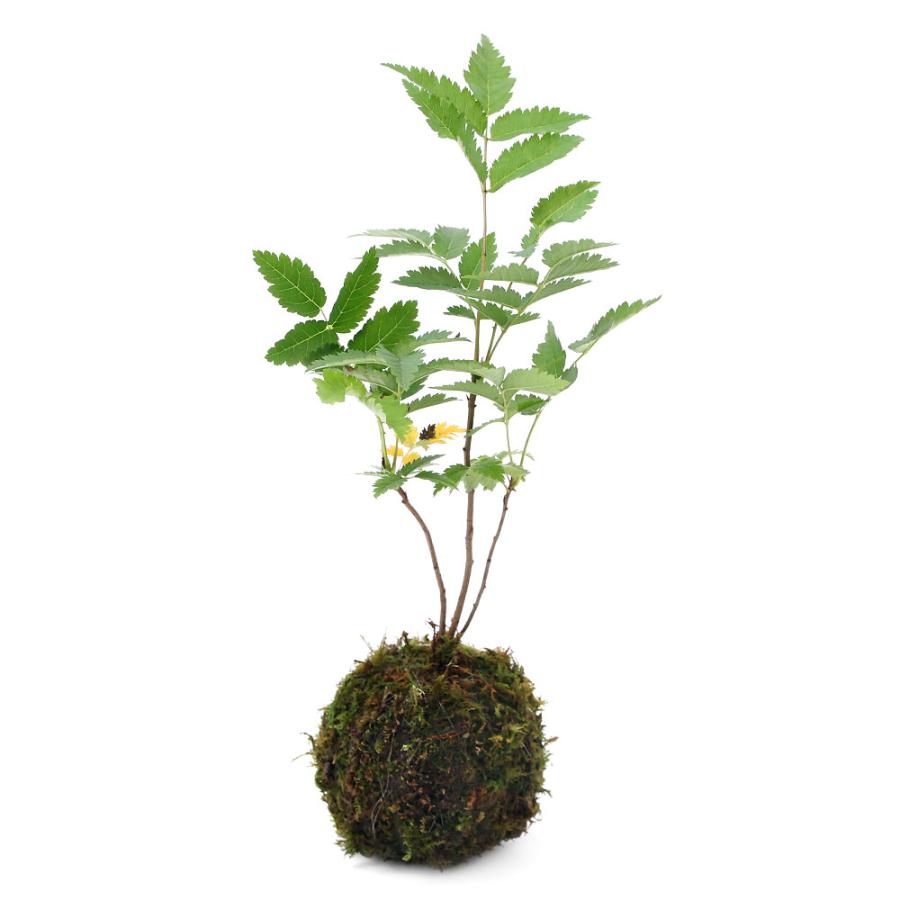 盆栽 苔玉 ナナカマド 七竈 １個 観葉植物 コケ玉 チャーム Charm Paypayモール店 通販 Paypayモール