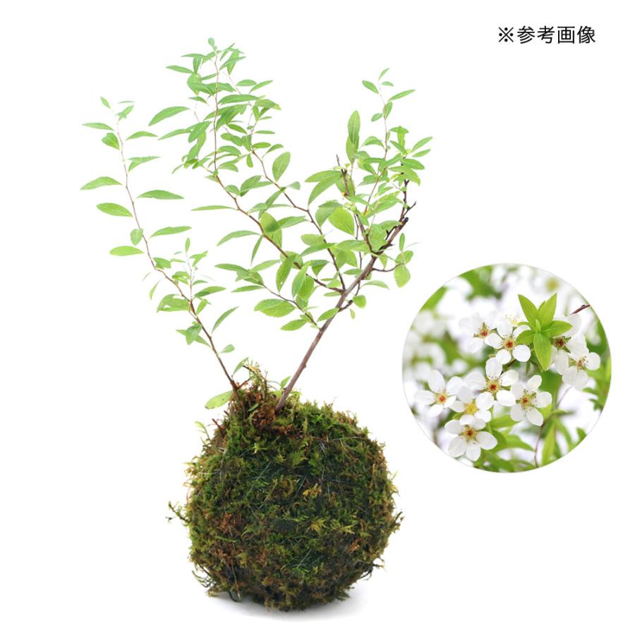 人気満点 盆栽 苔玉 ユキヤナギ 雪柳 １個 観葉植物 コケ玉 Wantannas Go Id