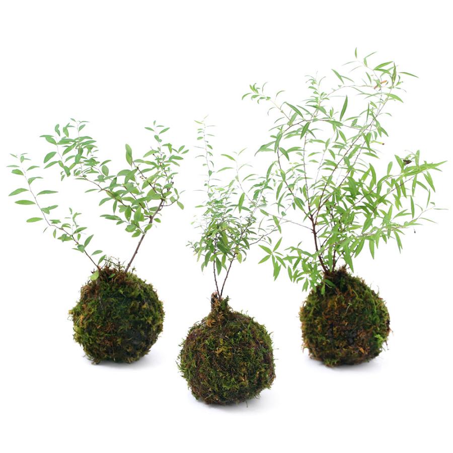 人気満点 盆栽 苔玉 ユキヤナギ 雪柳 １個 観葉植物 コケ玉 Wantannas Go Id