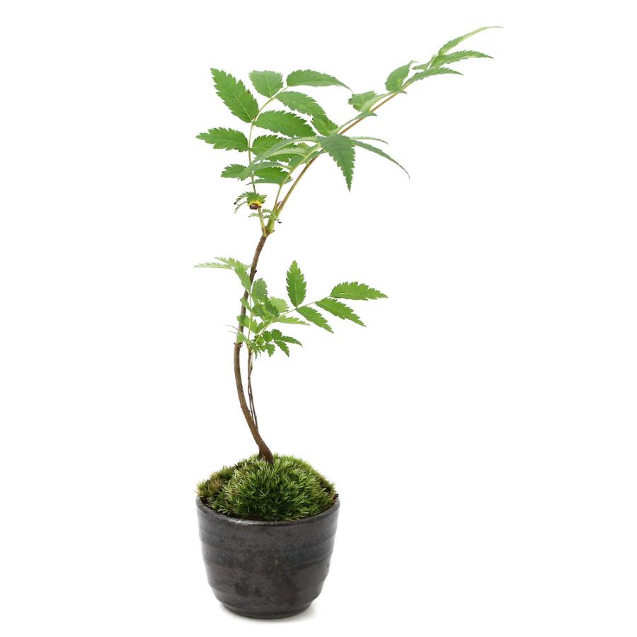 510円 予約販売品 山野草 苔盆栽 ナナカマド 穴有益子焼植木鉢 炭化 １鉢