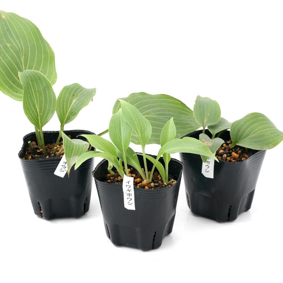 山野草 ギボウシ 擬宝珠 イワギボウシ 岩擬宝珠 ３号 １ポット 休眠株 チャーム Charm Paypayモール店 通販 Paypayモール