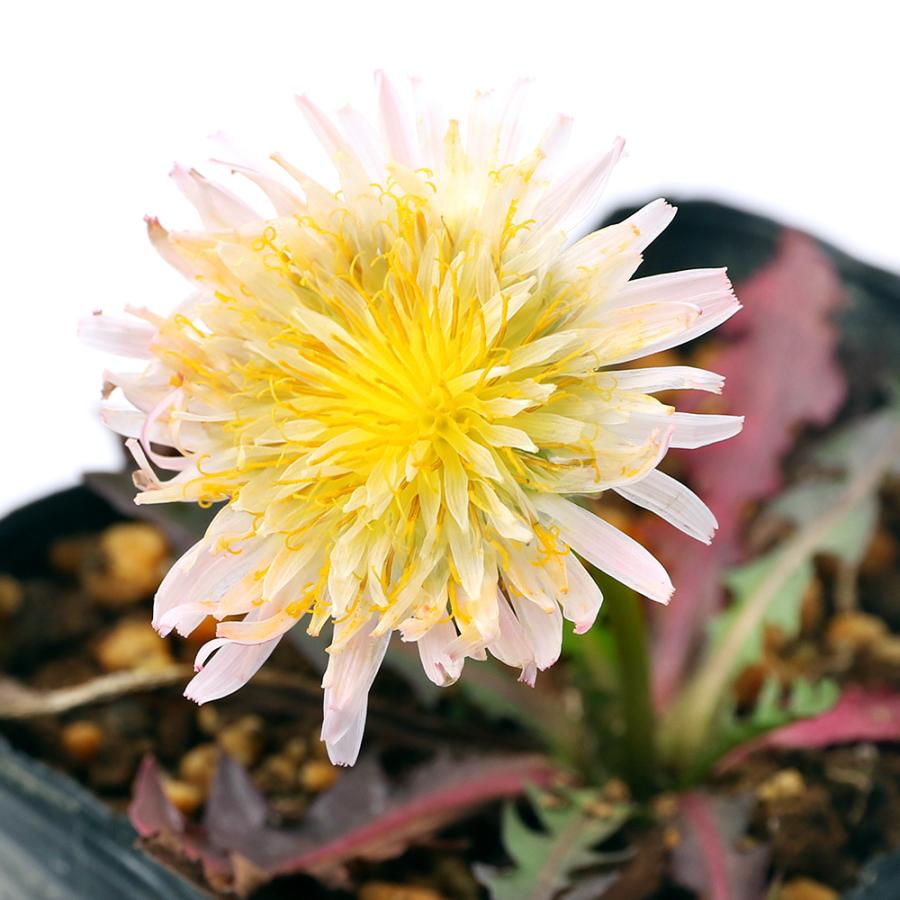 山野草 タンポポ 蒲公英 中国白花タンポポ ハツコイ 中国白花蒲公英初恋 ２ ５ ３号 １ポット 休眠株 チャーム Charm ヤフー店 通販 Yahoo ショッピング