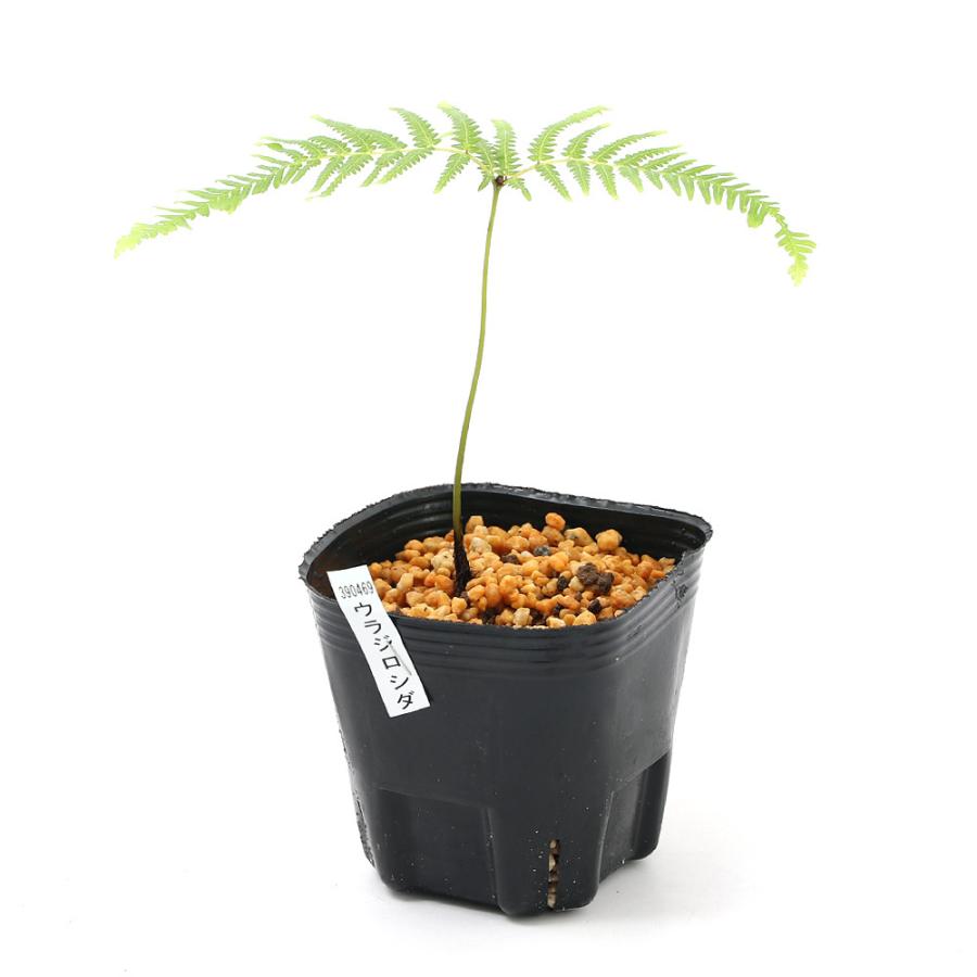 山野草 シダ 羊歯 ウラジロシダ 裏白羊歯 ３号 １ポット チャーム Charm Paypayモール店 通販 Paypayモール