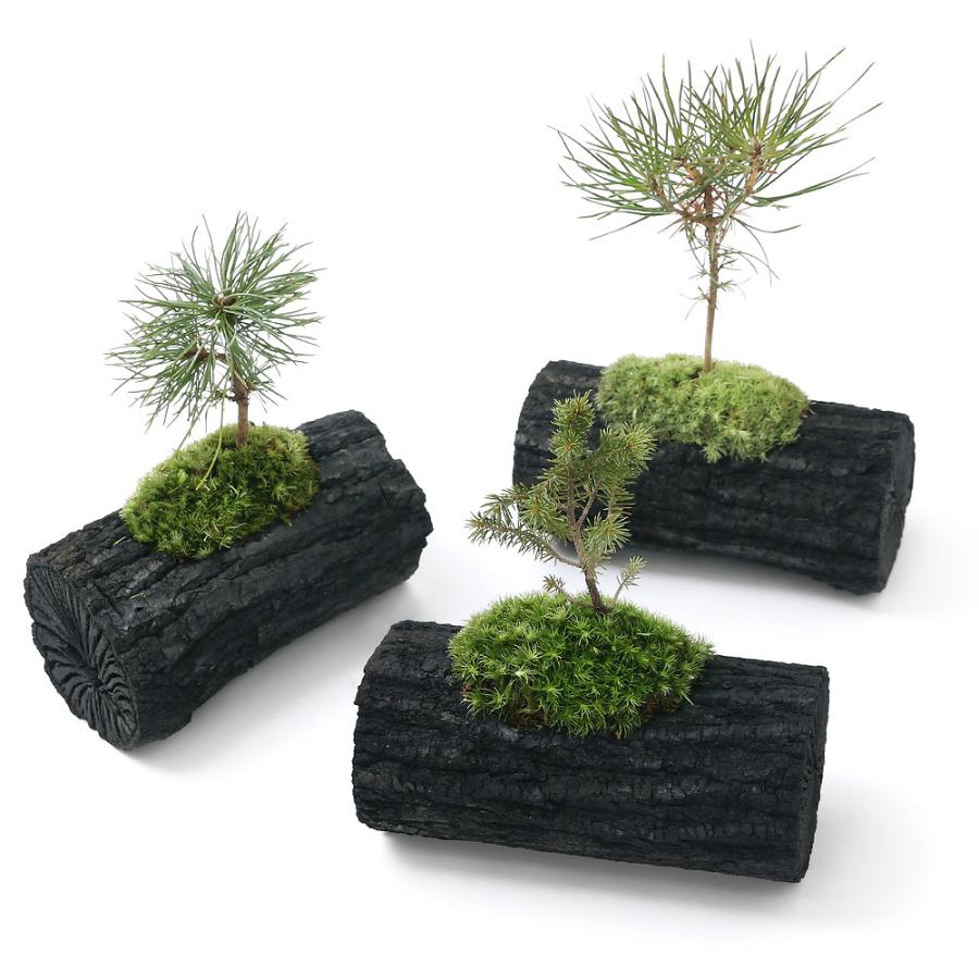 山野草 苔盆栽 炭鉢植え おまかせマツ 松 650円 2 100 本物 ｌサイズ １鉢