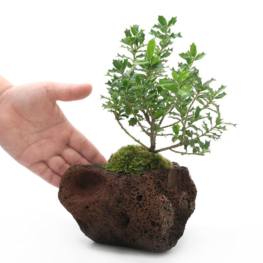 爆買い新作 盆栽 苔盆栽 ヒメヒイラギ 姫柊 溶岩石鉢植え １鉢 Wantannas Go Id