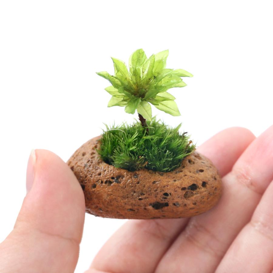 海外輸入 盆栽 苔盆栽 オオカサゴケ ミニ軽石鉢植え ３鉢 Wantannas Go Id