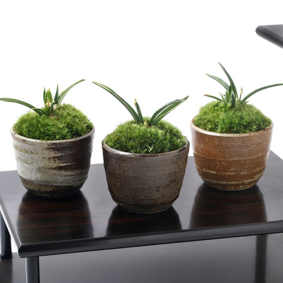チャーム（charm） （山野草）苔盆栽 品種系オモト 群雀 穴有益子焼