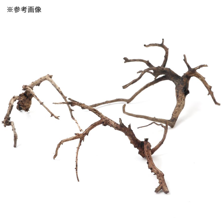 正規品販売 すぐに沈む 形状お任せ 沈水流木 ブランチ流木 １本1 590円 Aynaelda Com