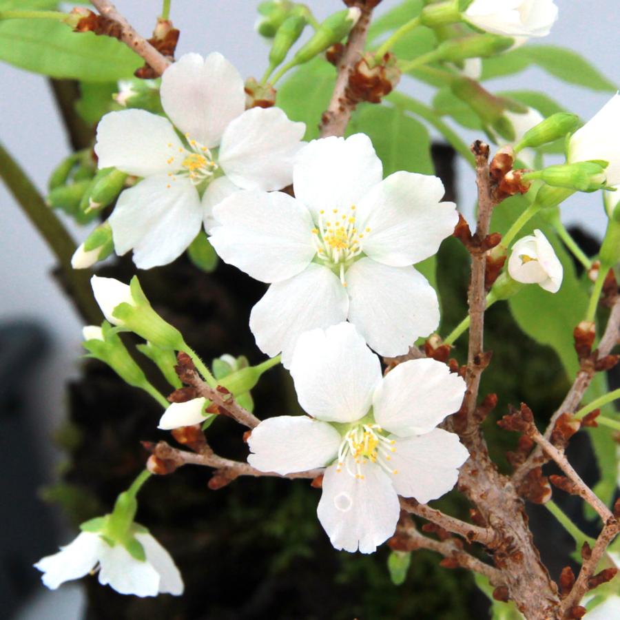 チャーム(ペット) (山野草)盆栽 サクラ(桜)八房富士桜 チャーム(ペット) (山野草)盆栽 サクラ(桜)八房富士桜