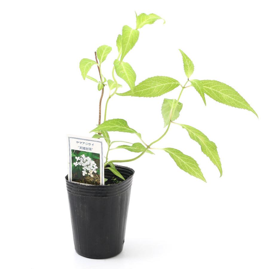チャーム（charm） （山野草）盆栽 ヤマアジサイ 天城甘茶（アマギ