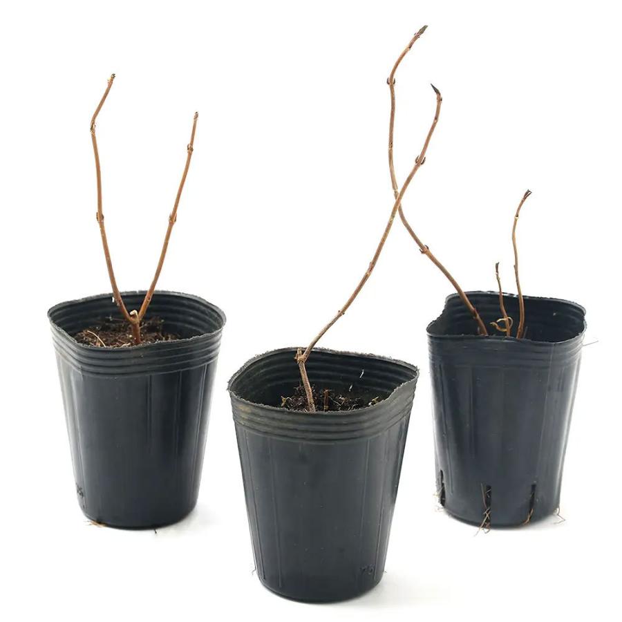 チャーム（charm） （山野草）盆栽 ヤマアジサイ 天城甘茶（アマギ