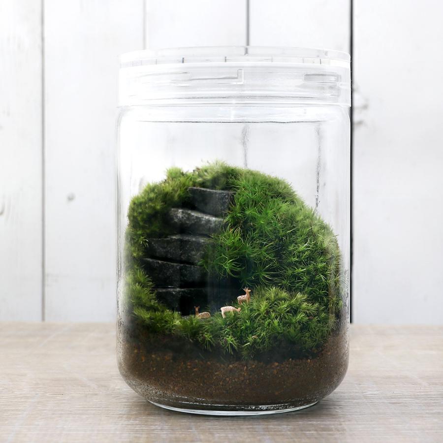 チャーム（charm） （観葉植物）苔テラリウム 石段レイアウト シカ