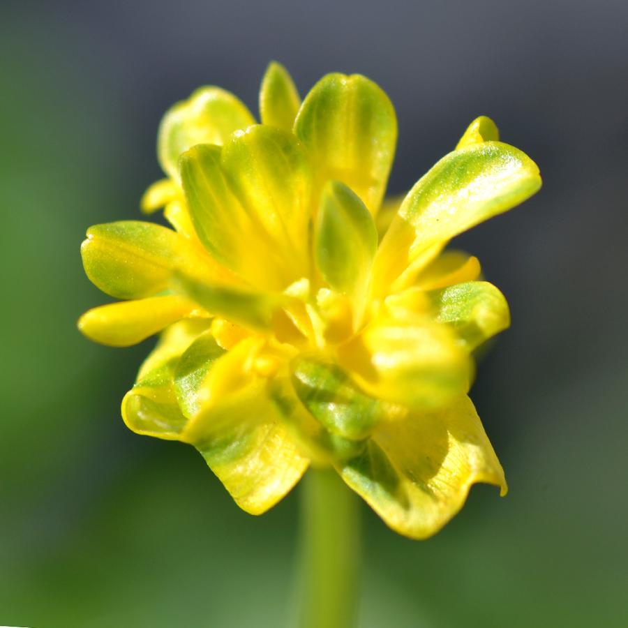 山野草 品種系ヒメリュウキンカ サラダボウル ２ ５号 １ポット 休眠株 チャーム Charm Paypayモール店 通販 Paypayモール