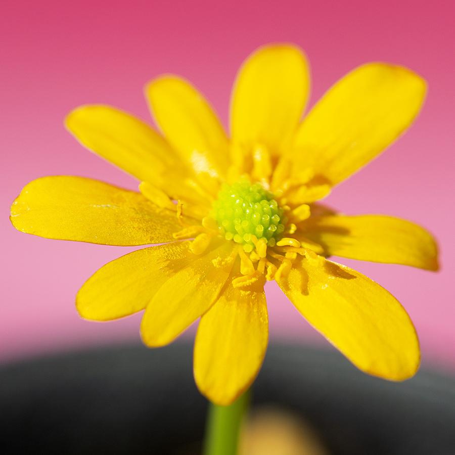 好評 山野草 品種系ヒメリュウキンカ アカガネ ２ ５号 １ポット 休眠株