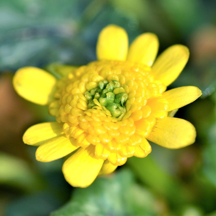 現品限り一斉値下げ 山野草 品種系ヒメリュウキンカ コラレット ２ ５号 １ポット