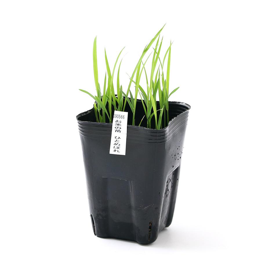 （ビオトープ）水辺植物　お米の苗　ひとめぼれ（１ポット）観賞用稲　自由研究｜chanet