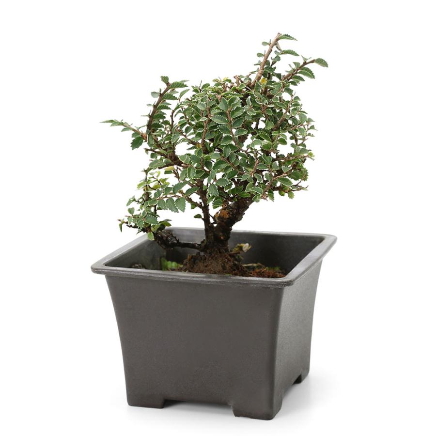 チャーム（charm） （山野草）盆栽 キンメヤツフサニレケヤキ（金芽八