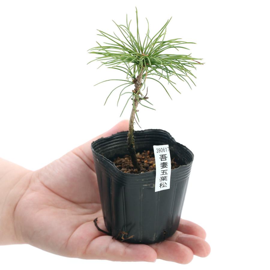 吾妻五葉松 盆栽 素材 吾妻五葉松 盆栽 素材 楽天市場】2024年11月撮影五葉松盆栽 本格 盆栽