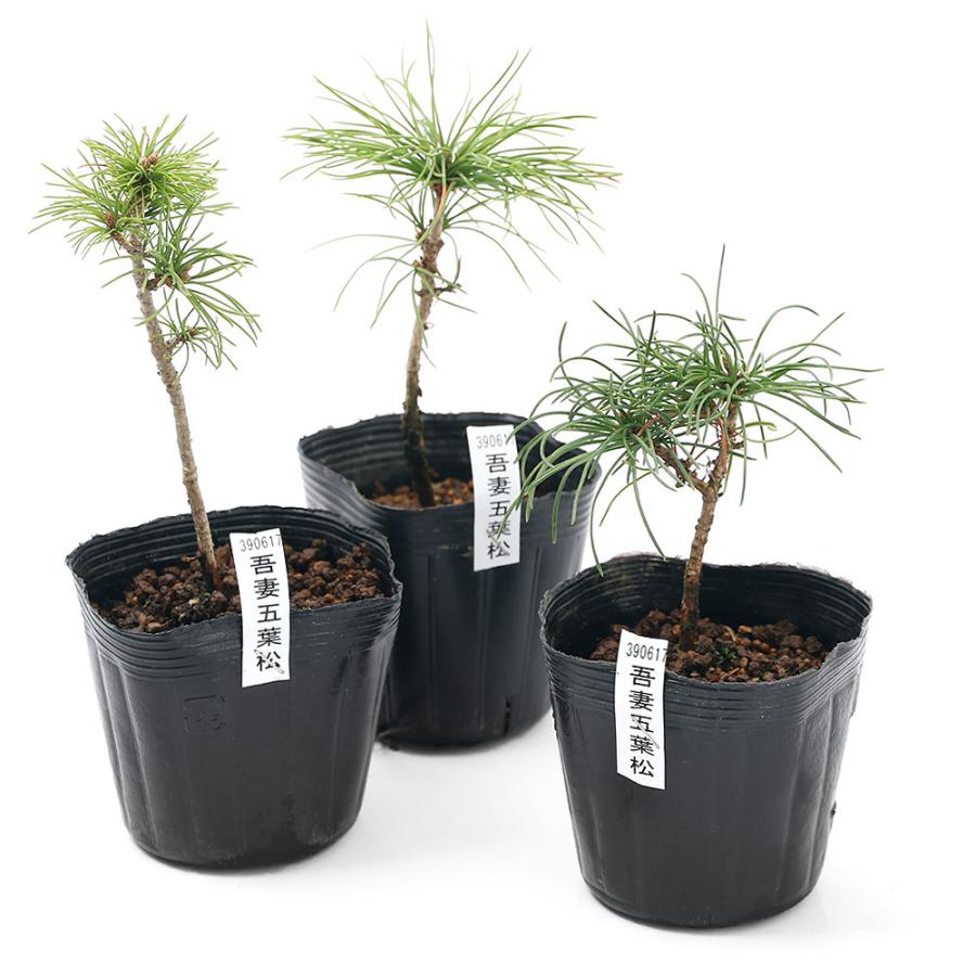 ※引取限定※　盆栽　吾妻五葉松 梅津天声園】「吾妻五葉松盆栽」を世界へ！日本の和の文化に触れよう