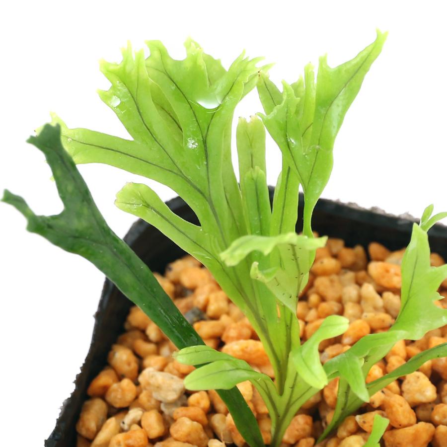 チャーム（charm） （山野草）シダ（羊歯）ノキシノブ 平獅子 3号（1