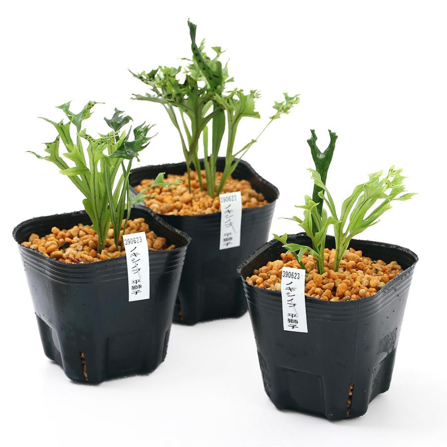 チャーム（charm） （山野草）シダ（羊歯）ノキシノブ 平獅子 3号（1