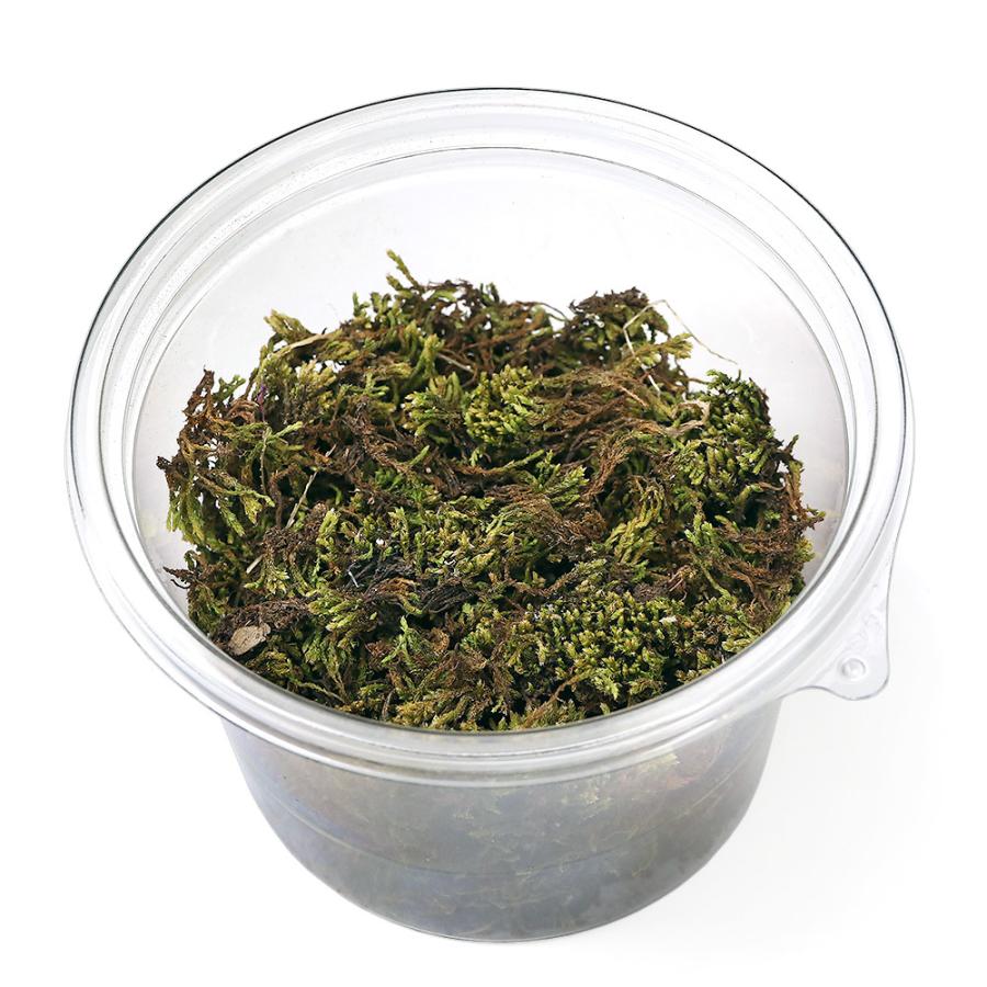 チャーム（charm） （観葉植物）テラリウム 苔 カップ売り 撒きゴケ用