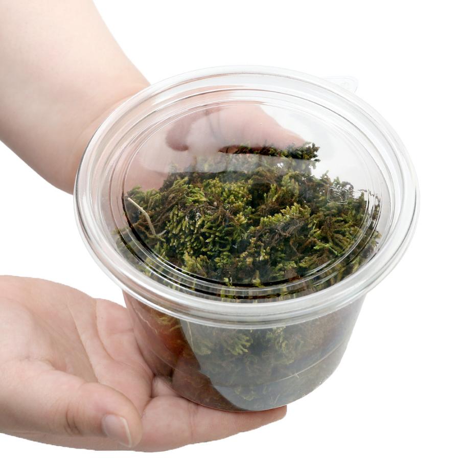 チャーム（charm） （観葉植物）テラリウム 苔 カップ売り 撒きゴケ用