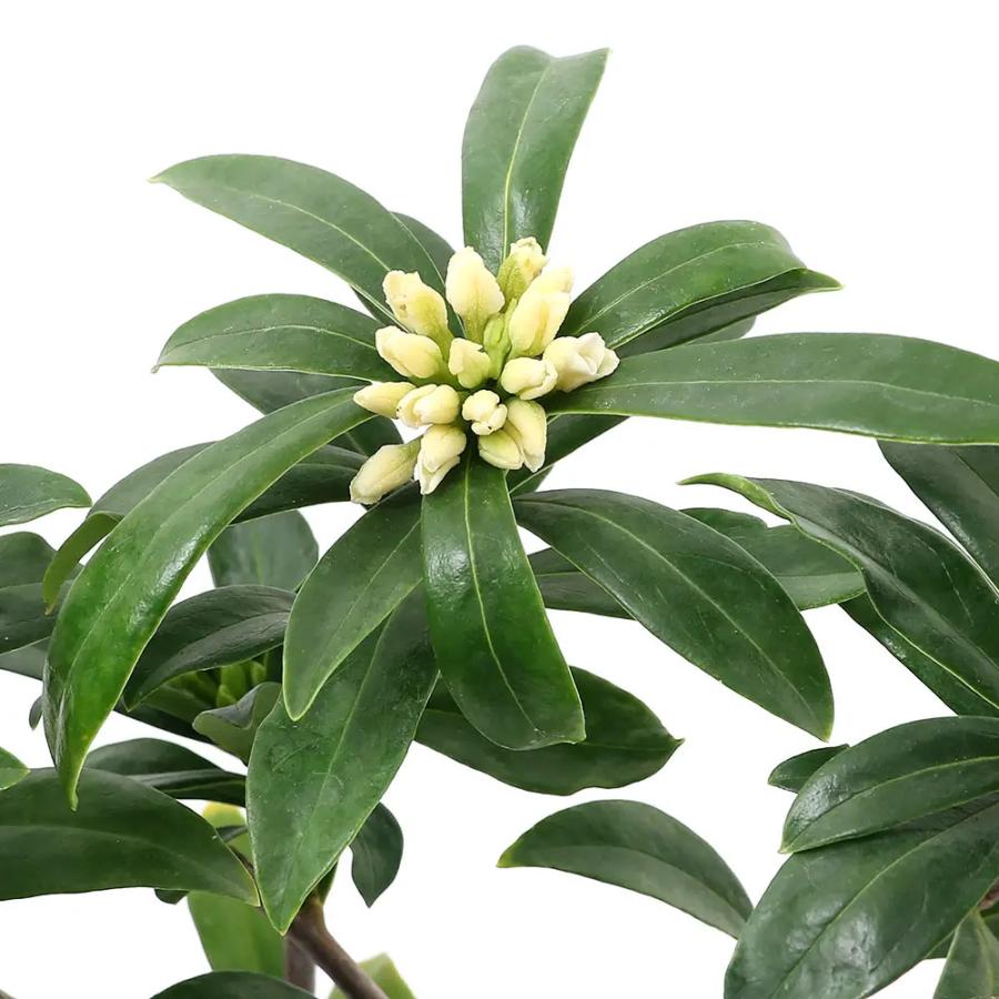 山野草 盆栽 ジンチョウゲ 沈丁花 黄花 １本 チャーム Charm ヤフー店 通販 Yahoo ショッピング