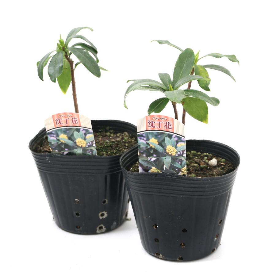 山野草 盆栽 ジンチョウゲ 沈丁花 黄花 １本 チャーム Charm ヤフー店 通販 Yahoo ショッピング