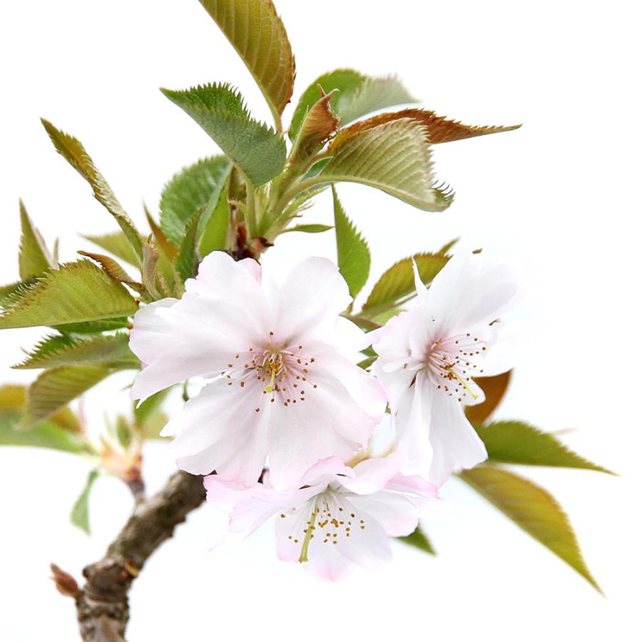（山野草）盆栽　サクラ（桜）十月桜（ジュウガツザクラ）４号（１ポット）｜chanet｜02