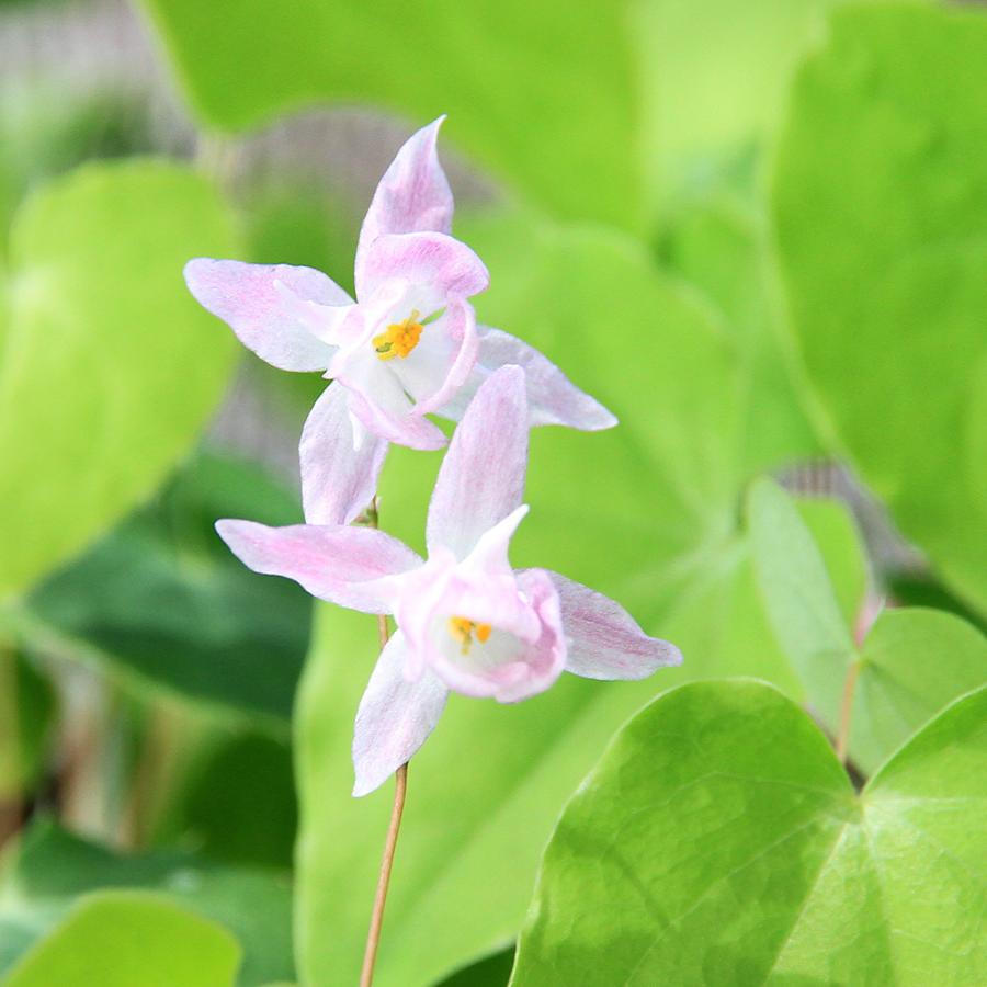 新着セール 山野草 桃花梅花イカリソウ 桃花梅花碇草 ３号 １ポット 850円 Aynaelda Com