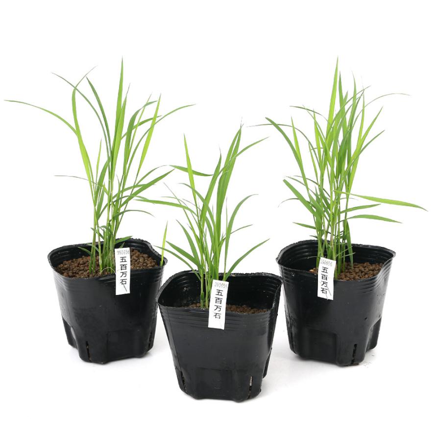 ビオトープ 水辺植物 お米の苗 五百万石 １ポット 観賞用稲 自由研究 チャーム Charm ヤフー店 通販 Yahoo ショッピング