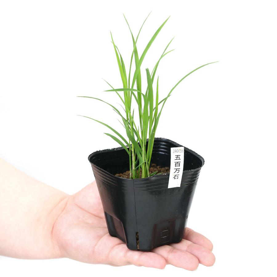 ビオトープ 水辺植物 お米の苗 五百万石 １ポット 観賞用稲 自由研究 チャーム Charm ヤフー店 通販 Yahoo ショッピング