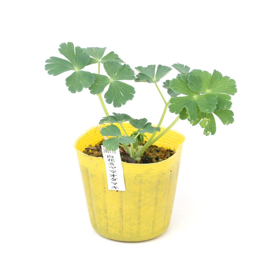 山野草 白花ミヤマオダマキ 白花深山苧環 ３号 １ポット チャーム Charm Paypayモール店 通販 Paypayモール