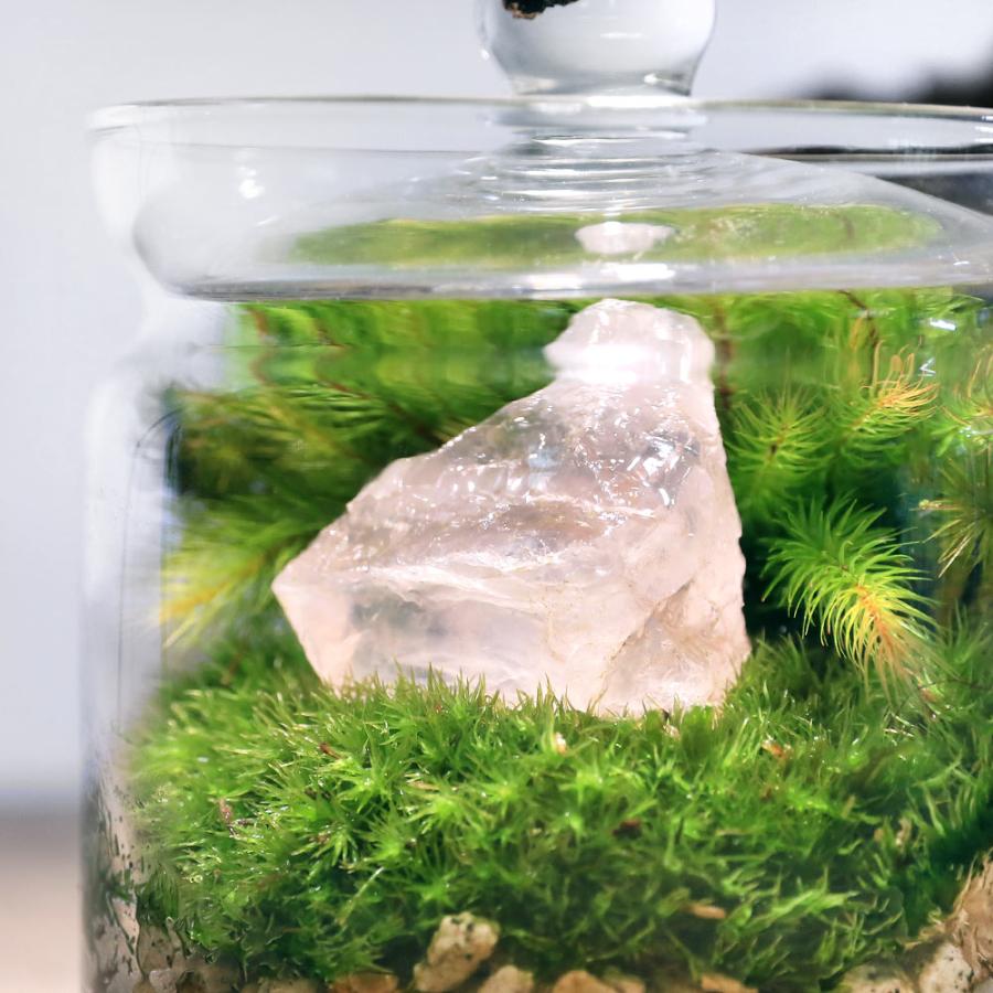 チャーム（charm） （観葉植物）苔テラリウム 鉱石レイアウト ローズ