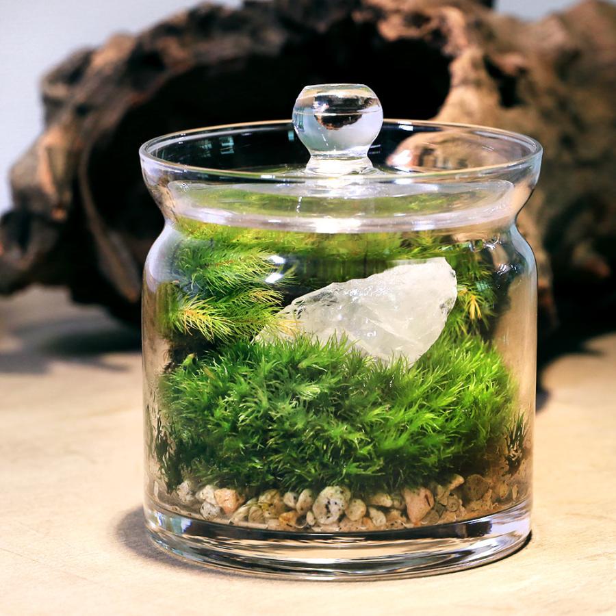 観葉植物 苔テラリウム 鉱石レイアウト クォーツ 水晶 ガラスポットｓ 説明書付 チャーム Charm ヤフー店 通販 Yahoo ショッピング