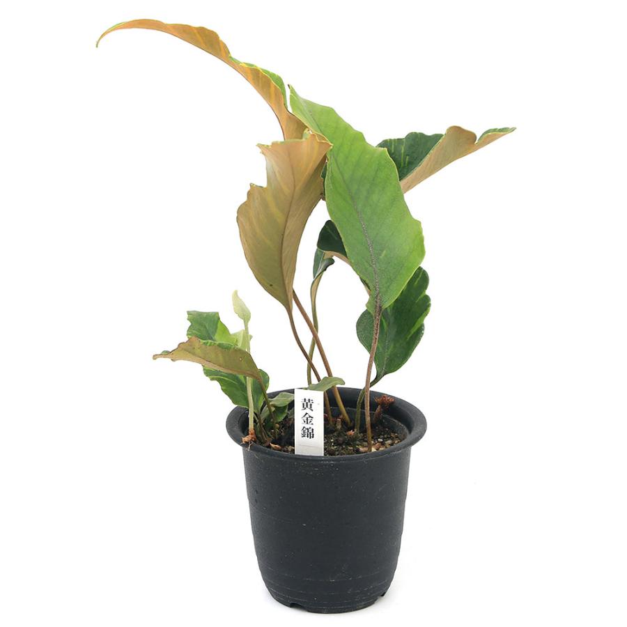 チャーム（charm） （山野草）シダ（羊歯）斑入りヒトツバ 黄金錦 3号