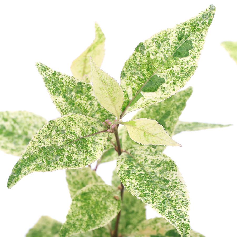 チャーム（ペット） （山野草）ムラサキシキブ シジムラサキ （紫々紫