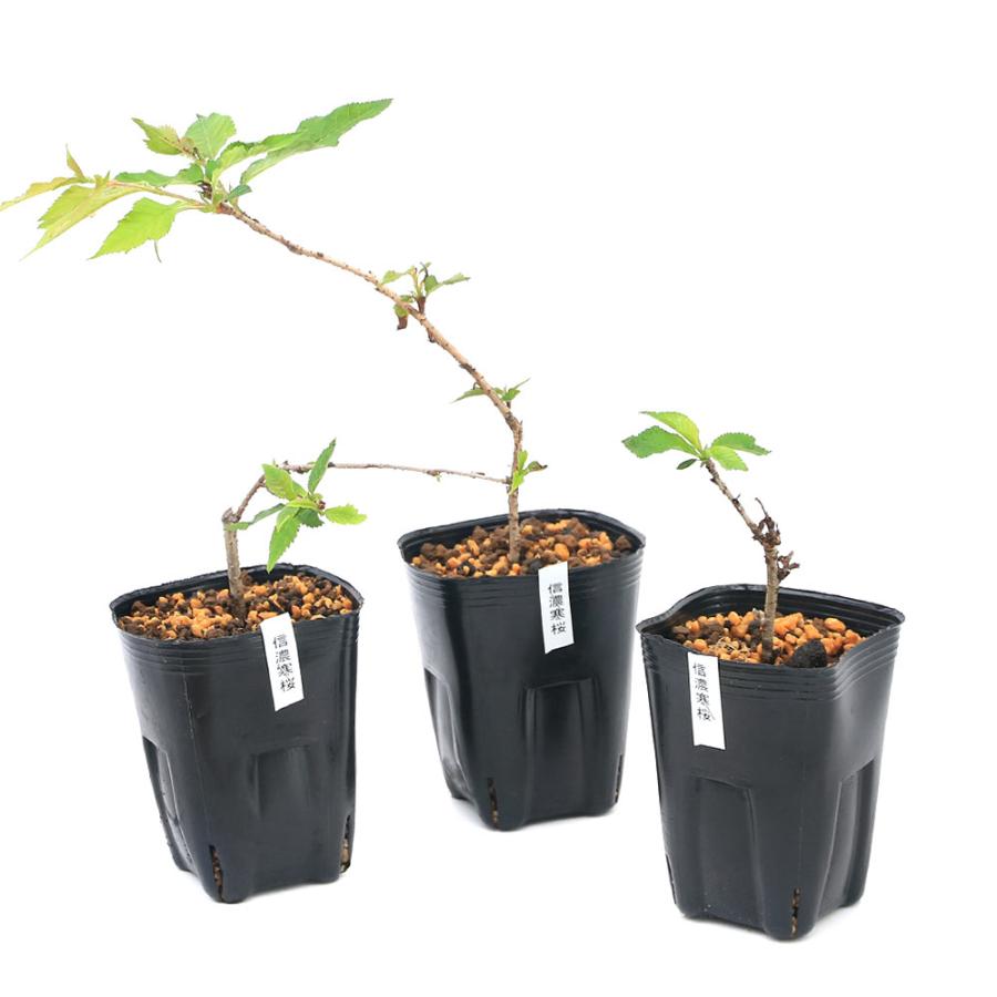 チャーム（charm） （山野草）盆栽 サクラ（桜）信濃寒桜（シナノ