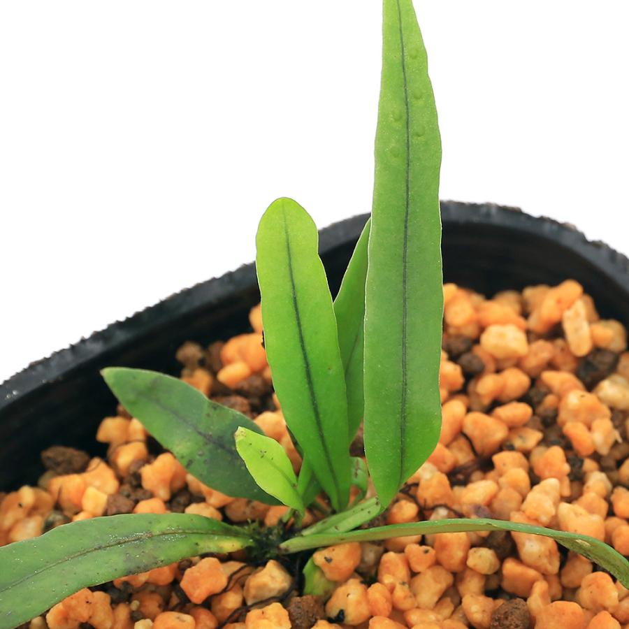 チャーム（charm） （山野草）シダ（羊歯）ツクシノキシノブ 3号（1