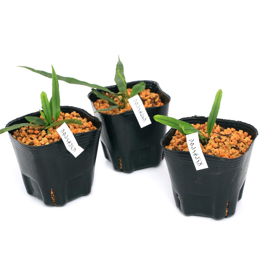 チャーム（charm） （山野草）シダ（羊歯）ツクシノキシノブ 3号（1