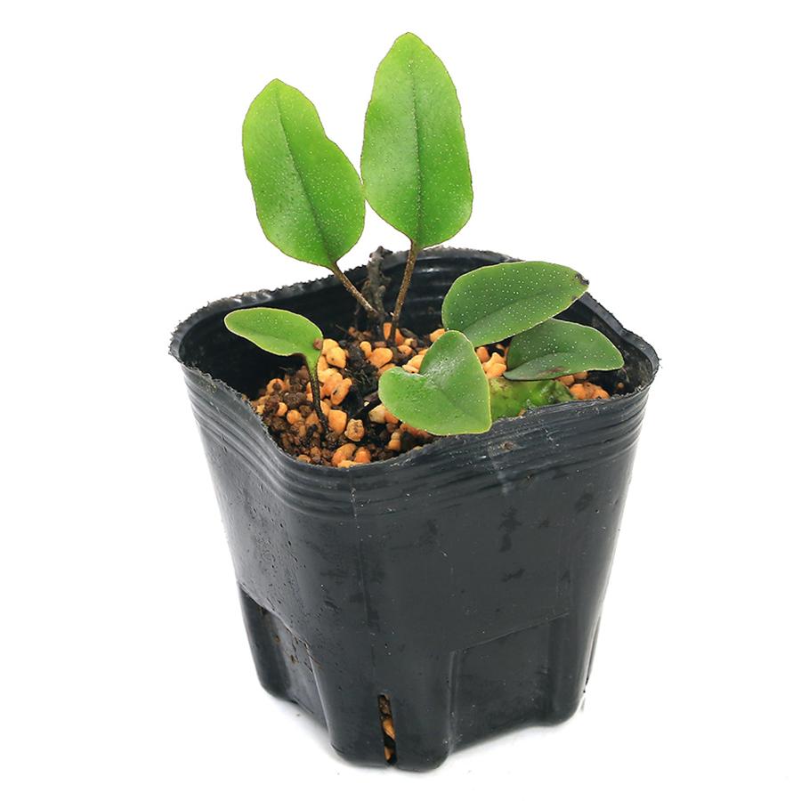 チャーム（charm） （山野草）シダ（羊歯）ヒメマルバヒトツバ（姫丸葉