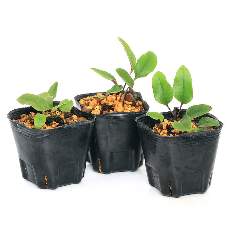 チャーム（charm） （山野草）シダ（羊歯）ヒメマルバヒトツバ（姫丸葉