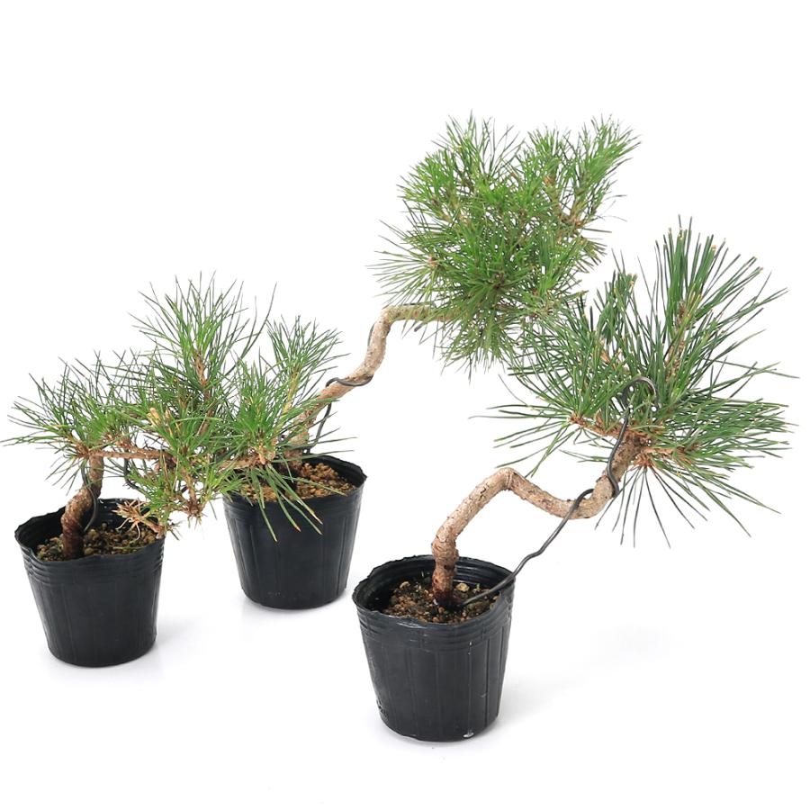 チャーム（charm） （山野草）盆栽 マツ（松）ねじりクロマツ（黒松