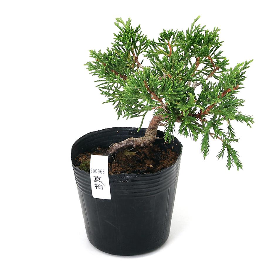 ビャクシン　盆栽 チャーム（charm） （山野草）盆栽 ビャクシン 真柏 3号〜（1ポット