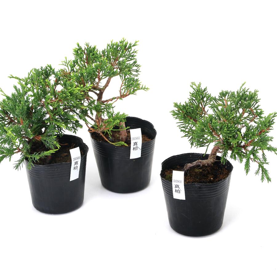 チャーム（charm） （山野草）盆栽 ビャクシン 真柏 3号〜（1ポット