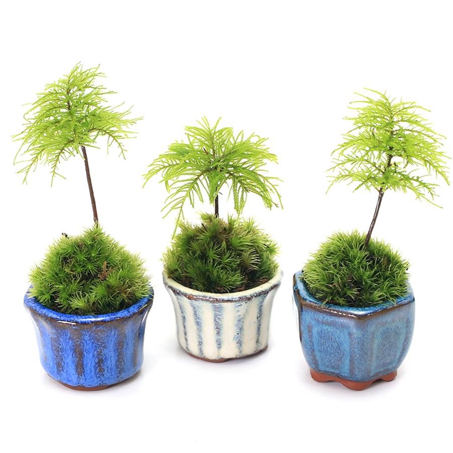チャーム（charm） （山野草）苔盆栽 フジノマンネングサ 豆鉢植え（1