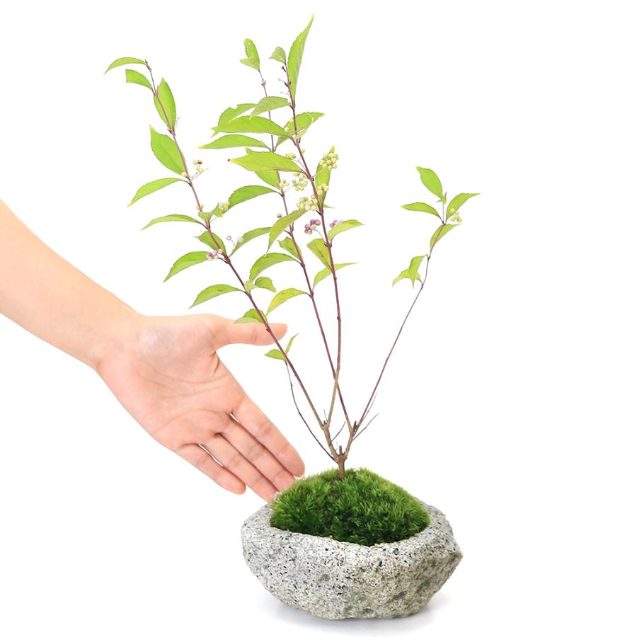 溶岩石 苔 ユキノシタ、イワヒバ ガーデニング植木鉢 Amazon.co.jp