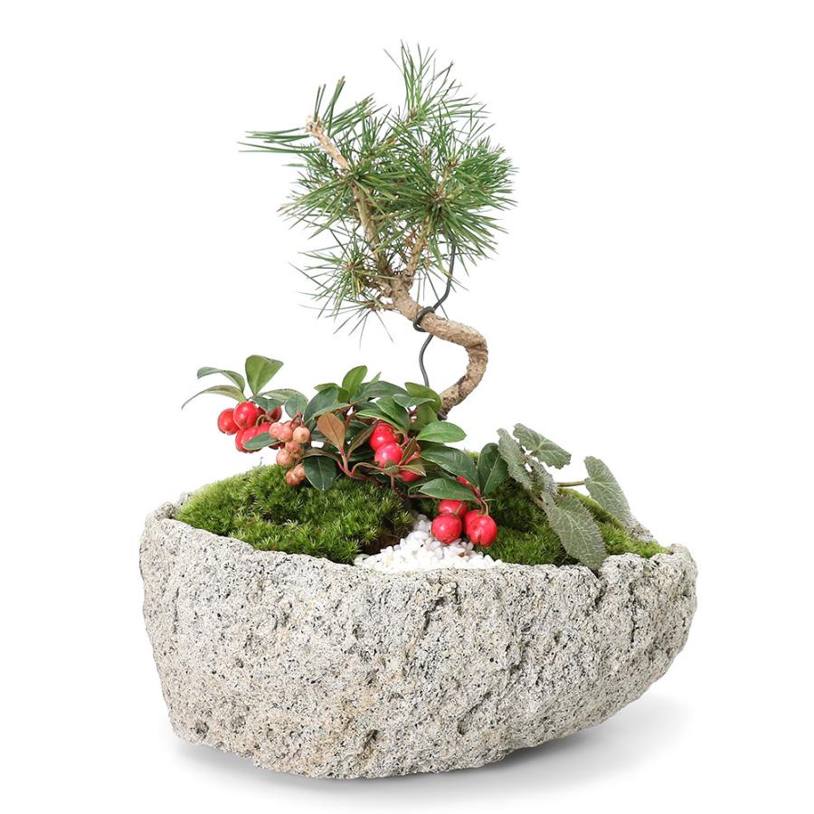 溶岩石 苔 ユキノシタ、イワヒバ ガーデニング植木鉢 溶岩石 苔