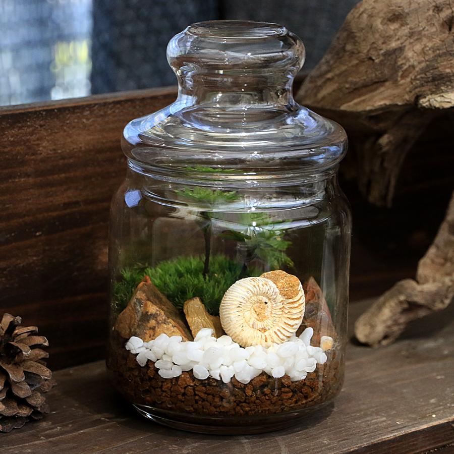 観葉植物）苔テラリウム 化石レイアウト アンモナイト（オオカサゴケ